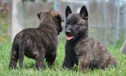Dutch Shepherd Puppies For Sale