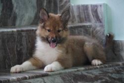 Rough Collie Puppies For Sale