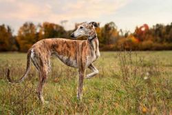 Rampur Hound Puppies For Sale In