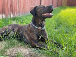 Presa Canario Puppies For Sale
