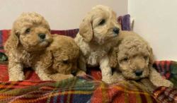Cockapoo Puppies For Sale