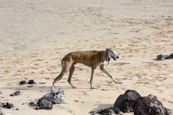 Rampur Hound Puppies For Sale
