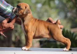 Boxer Puppies for Sale