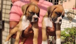 Boxer Puppies for Sale