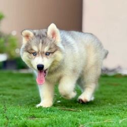 Siberian Husky Puppies For Sale