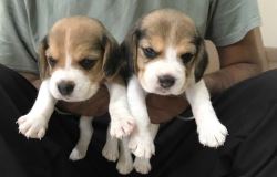 Beagle Puppies for Sale