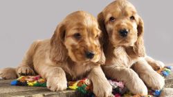 Cocker Spaniel Puppies For Sale