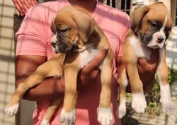 Boxer Puppies for Sale