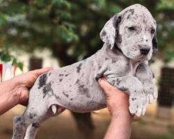 Great Dane Puppies for Sale