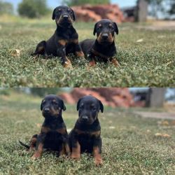 Doberman Puppies for Sale