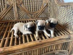 Pug Puppies for Sale