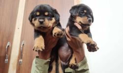 Rottweiler Puppies for Sale