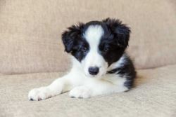Border Collie Puppies for Sale