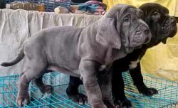 Neapolitan Mastiff Puppies For Sale
