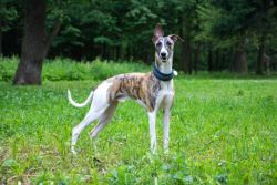 Greyhound Puppies For Sale