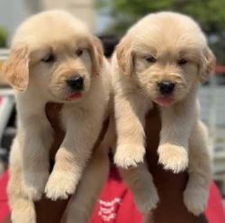Golden Retriever Puppies For Sale