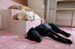 Dog Hostel