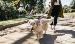 Dog Walking Services