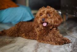 Dog Hostel