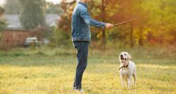 Dog Training In Mumbai