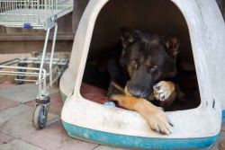 Dog Hostel