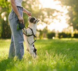 Dog Training in Mysore