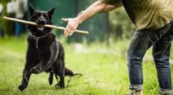 Dog Training Service in Delhi