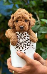 Poodle Breeders in Chennai