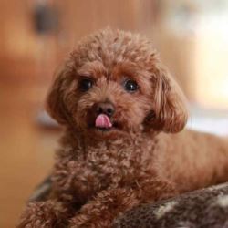 Poodle Breeders in Mumbai