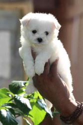 Maltese Puppies for Sale in Bangalore