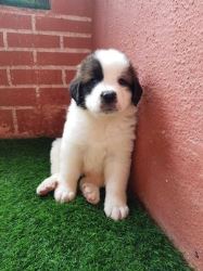 Saint Bernard Puppies for Sale in Bangalore
