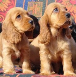 Cocker Spaniel Puppies for Sale In Pune