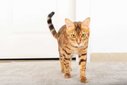 Bengal Kittens for Sale