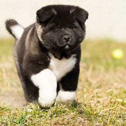 Akita Puppies for Sale  