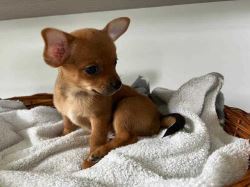 Chihuahua Puppies for Sale 