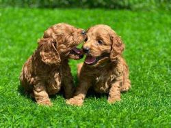 Poodle Puppies for Sale 