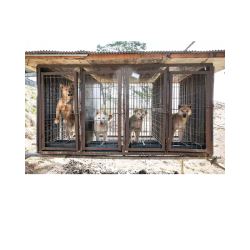 China Dog Rescue by No Dogs Left Behind – Adopt, Save, Love 