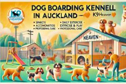 Dog Boarding Kennels Auckland