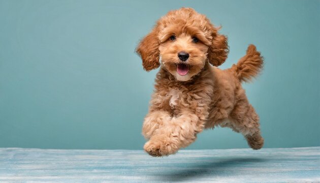 Adorable Toy Cavoodle Puppies for Sale – Oodle Life