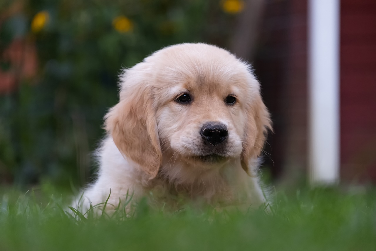 Golden Retriever PuppiesFor Sale