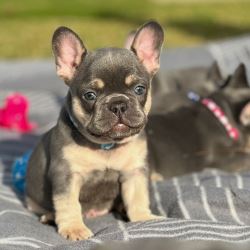 "Adorable French Bulldog Puppies for Sale - Buy 10-Week-Old 