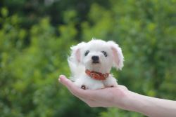 Gorgeous Maltese For Sale