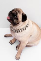 Gold Plated Pet ID Tags – Stylish & Secure!