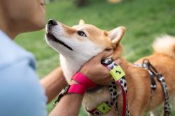 Affordable Pet ID Tags – Because Love Isn’t Enough!
