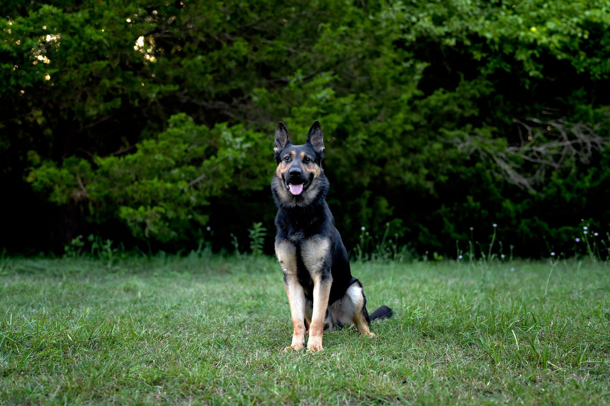 k9 German Shepherd For Sale