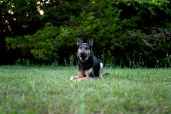 Trained Protection Dogs For Sale