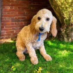 Doodle Puppies For Sale Near Me