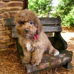 Labradoodle Breeders MN