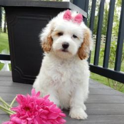 Looking For Reputable Breeders Goldendoodles in Ohio 