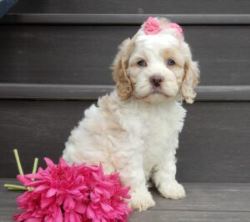 Puppy Training Ohio - Puppy Love Paradise